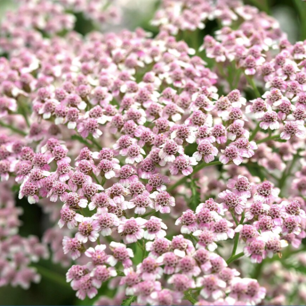 Producto - 30 Semillas Achillea sibirica