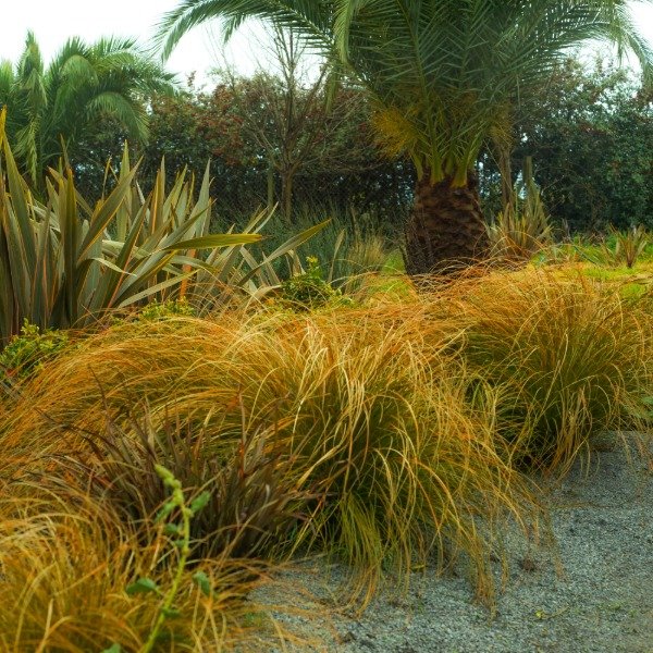 Producto - Carex Testacea - 0