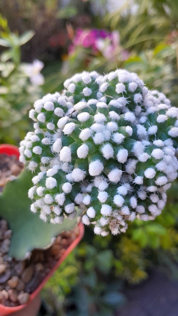 Producto - Mammillaria Theresae (injertado) - 1