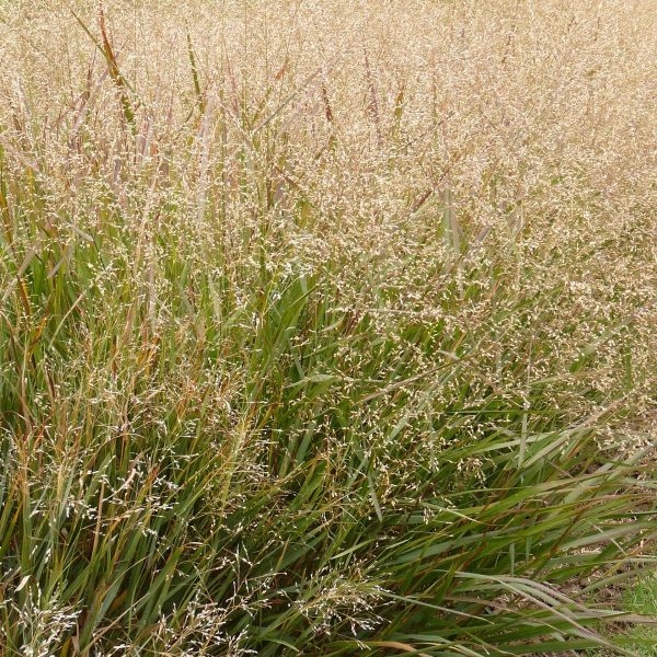 Producto - Panicum antidotale 3 L
