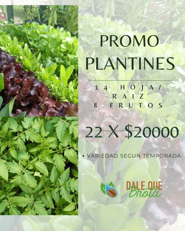 Producto - Cajón 22 plantines de hoja/Raíz (14) Fruto (8)