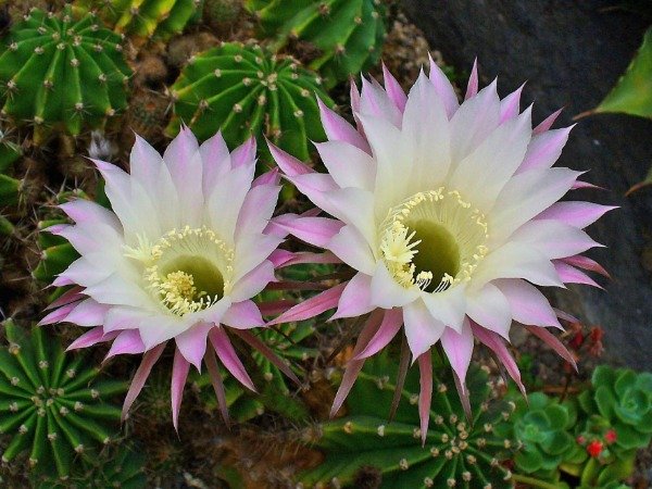 Producto - Echinopsis oxigona - 1