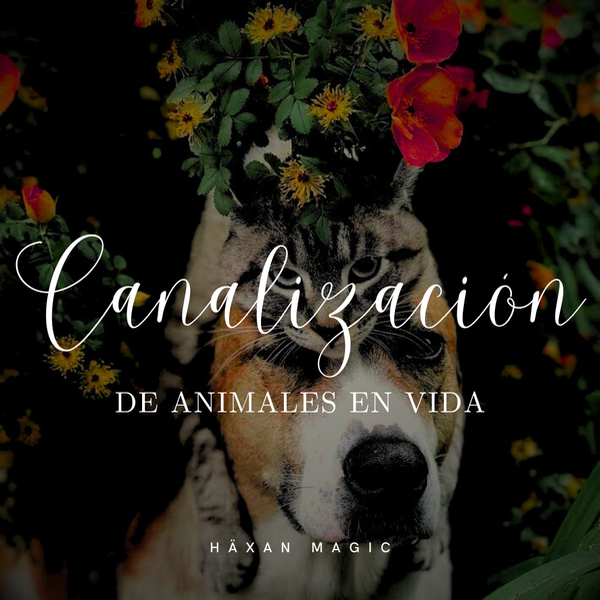 Producto - Canalización: Animales en Vida