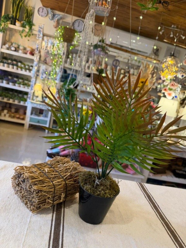 Producto - Palmera premium con maceta 35cm (Efectivo: 15.120 )