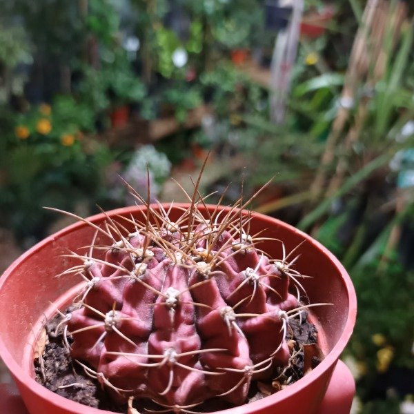 Producto - Gymnocalycium mihanovichii - 1