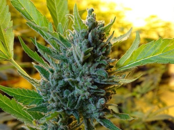 Producto - MOHAN POISON AUTO