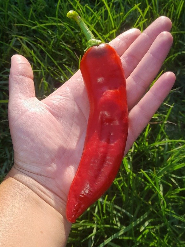 Producto - 15 Semillas de Pimiento Dulce Corno di Toro