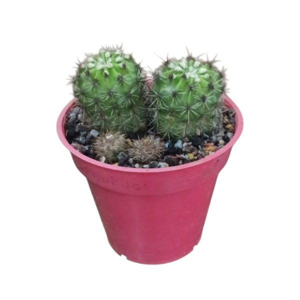 Producto - Echinopsis oxigona - 0