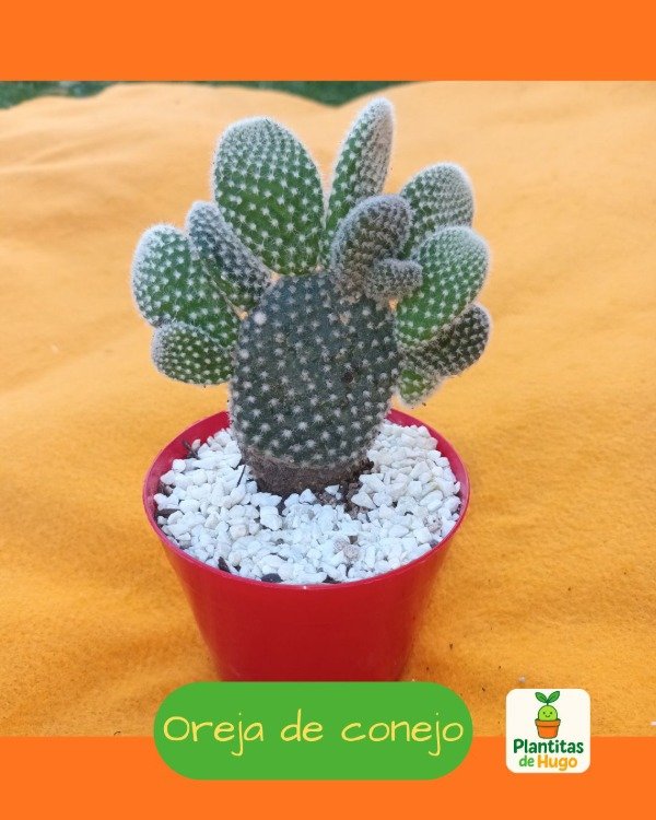 Producto - Oreja de conejo color blanco