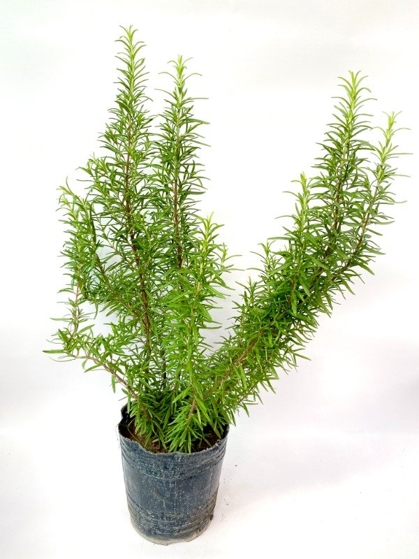 Producto - Romero (maceta de 3lt)