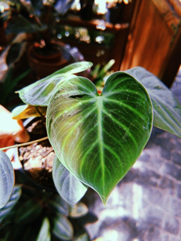 Producto - FILODENDRO CHOCO RED