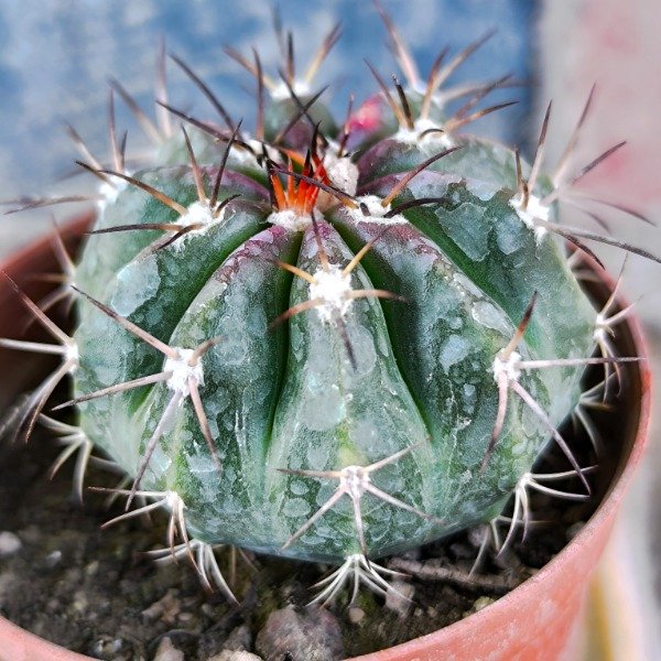 Producto - Melocactus matanzanus