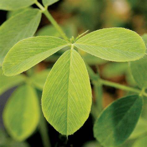 Producto - Alfalfa Hojas Deshidratadas - 100gr - APANA