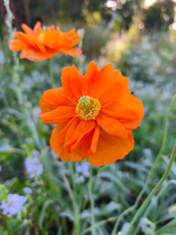 Producto - Amapola lucid gem otoño