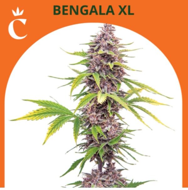 Producto - BENGALA XL