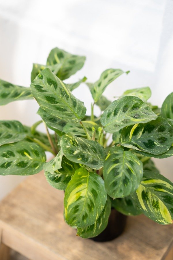 Producto - Maranta Kerchoveana
