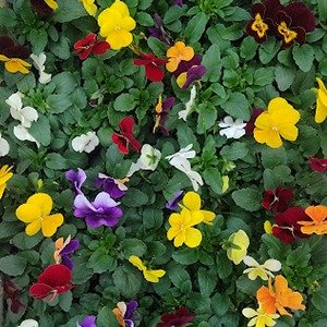 Producto - Viola cornuta (Pensamiento mini) x cajón