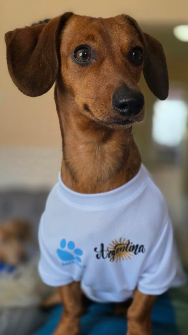 Producto - Remera "LAS MALVINAS SON ARGENTINAS" - 3