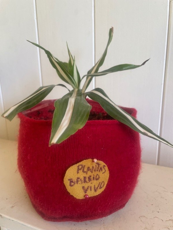 Producto - Drascena Wernicki