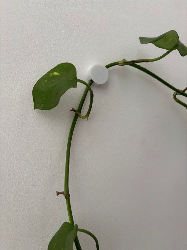 Producto - Clips de pared para plantas trepadoras x10
