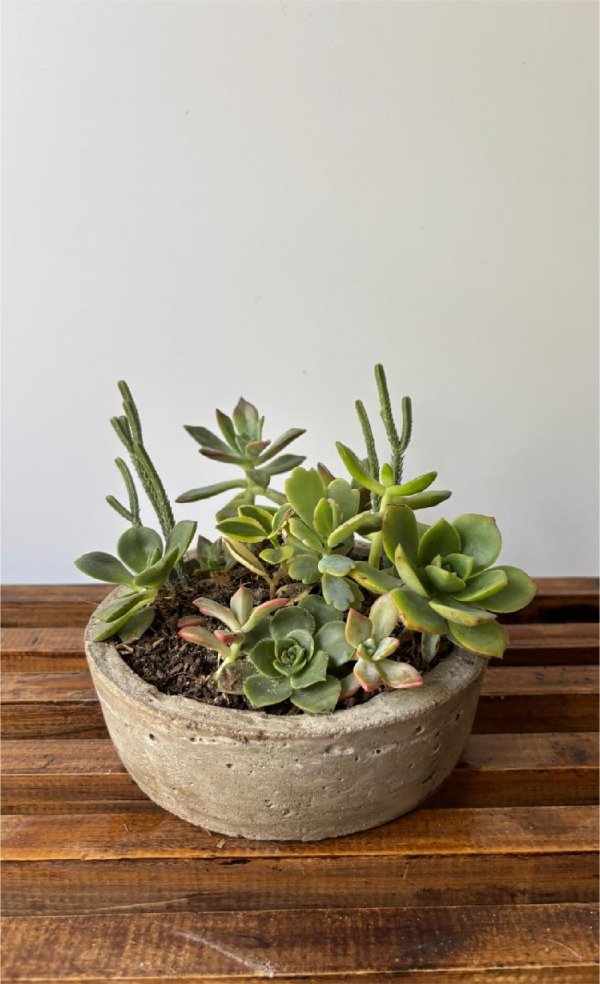 Producto - Mini jardín de suculentas