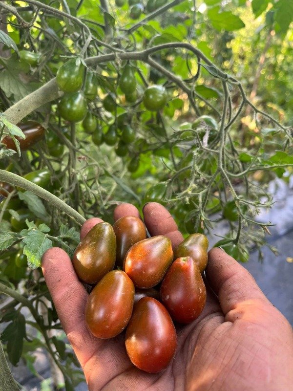 Producto - SEMILLAS DE TOMATE CHERRY GRANATE DE CUENTO DE HADAS MARCHENGRANAT MULTIFLORA