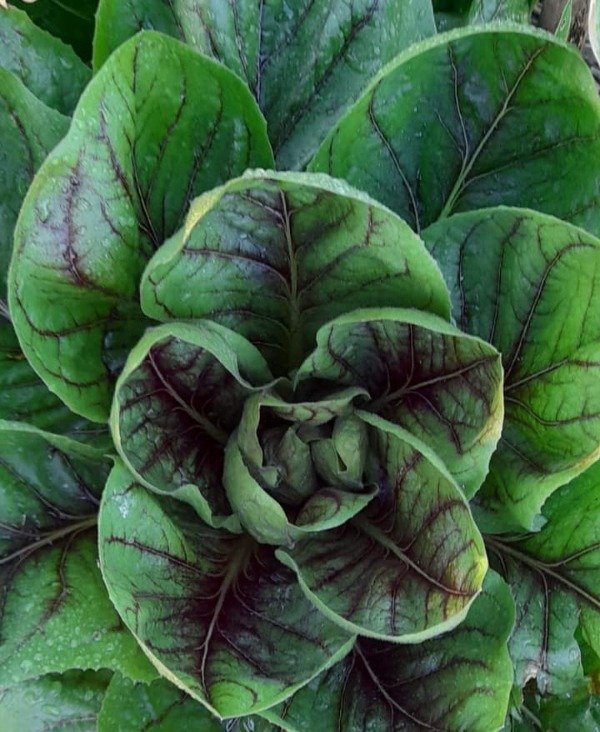 Producto - Radicchio Rosso