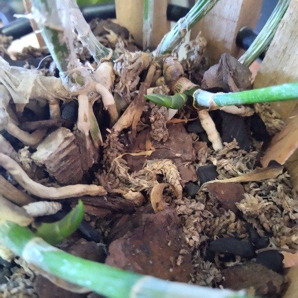 Producto - Cattleya Intermedia - 2