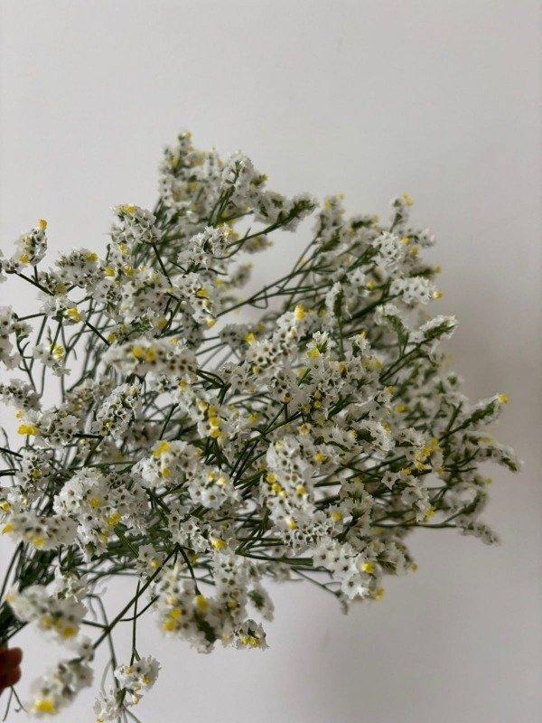 Producto - RAMO MINI STATICE