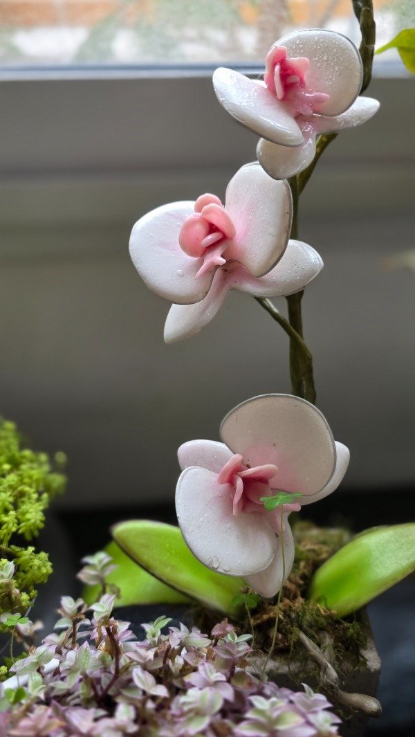 Producto - MASTER ORQUIDEAS ONLINE - 4