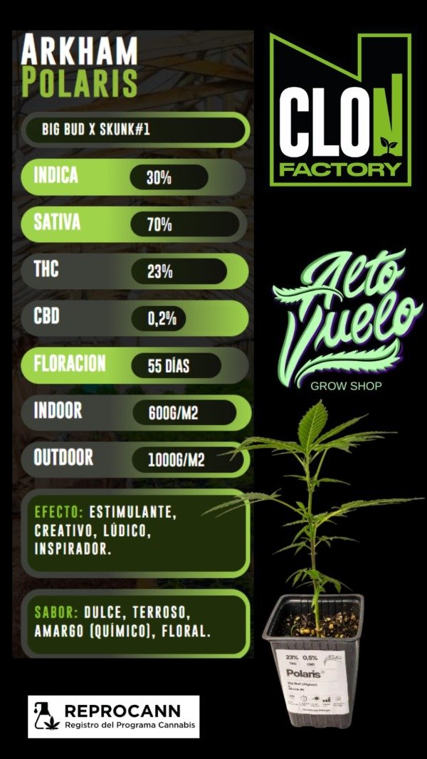 Producto - Esqueje Arkham Polaris