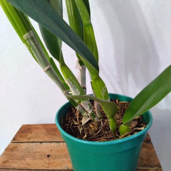 Producto - Laelia Purpurata Vinicolor - 3