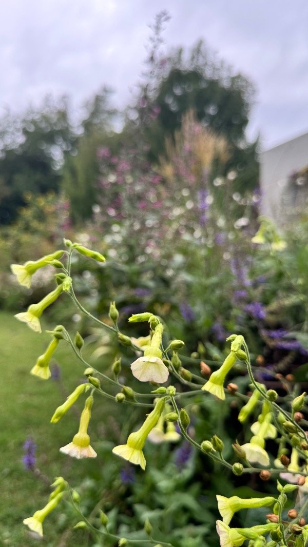 Producto - NICOTIANA LANGSDORFII