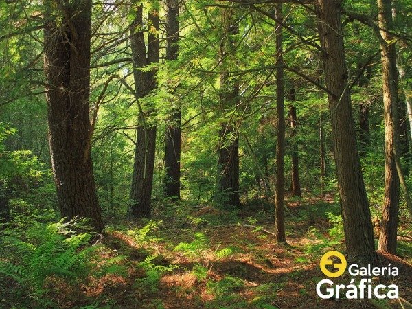 Producto - Bosque FS FS05