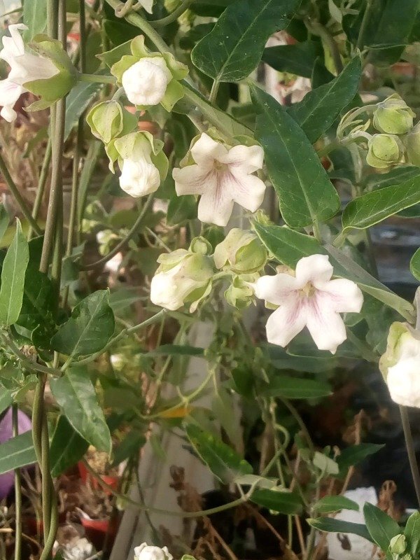 Producto - Tasi ( Araujia sericifera)