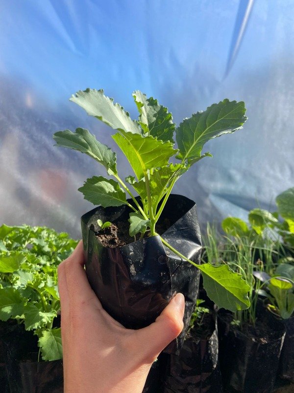 Producto - Plantines agroecologicos de kale crespo