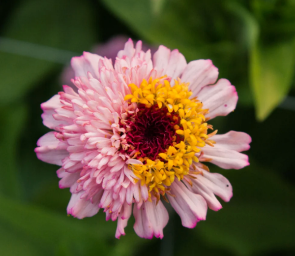 Producto - Zinnia Elegans Zinderella Lilac - 3