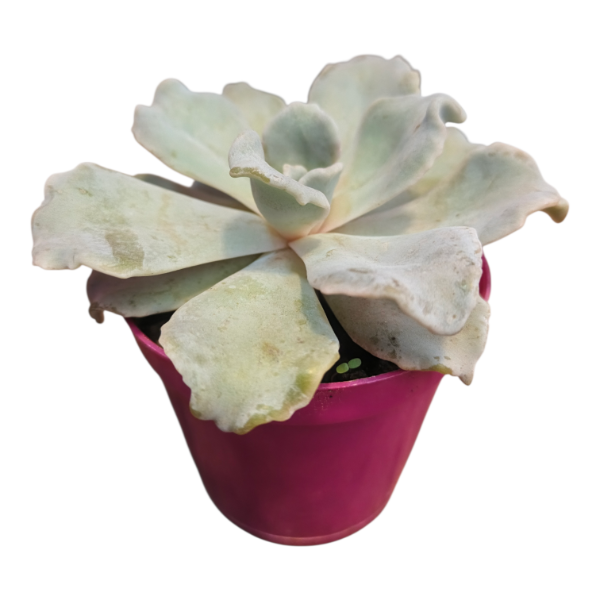 Producto - Echeveria crispate M8