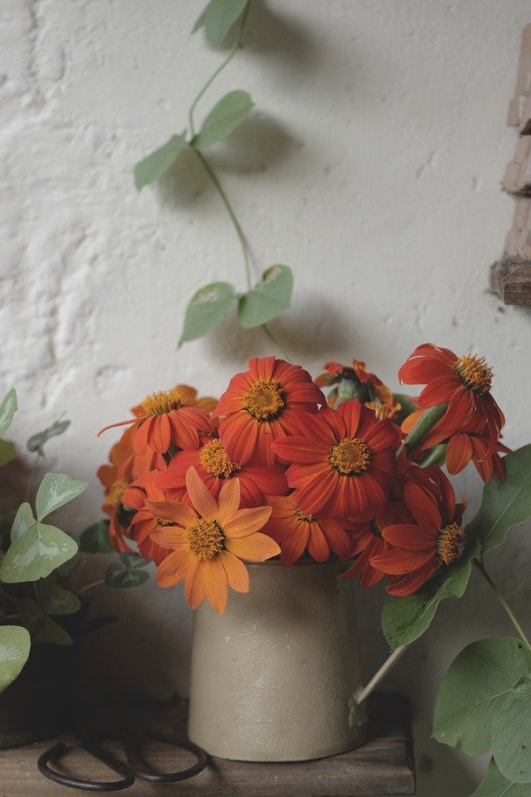 Producto - Tithonia rotundifolia - Girasol Mexicano