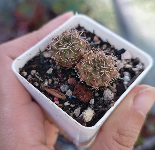 Producto - Dúo de cactusitos