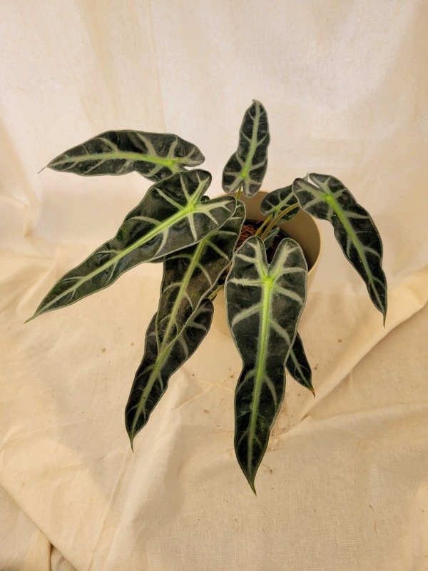 Producto - Alocasia Amazonica
