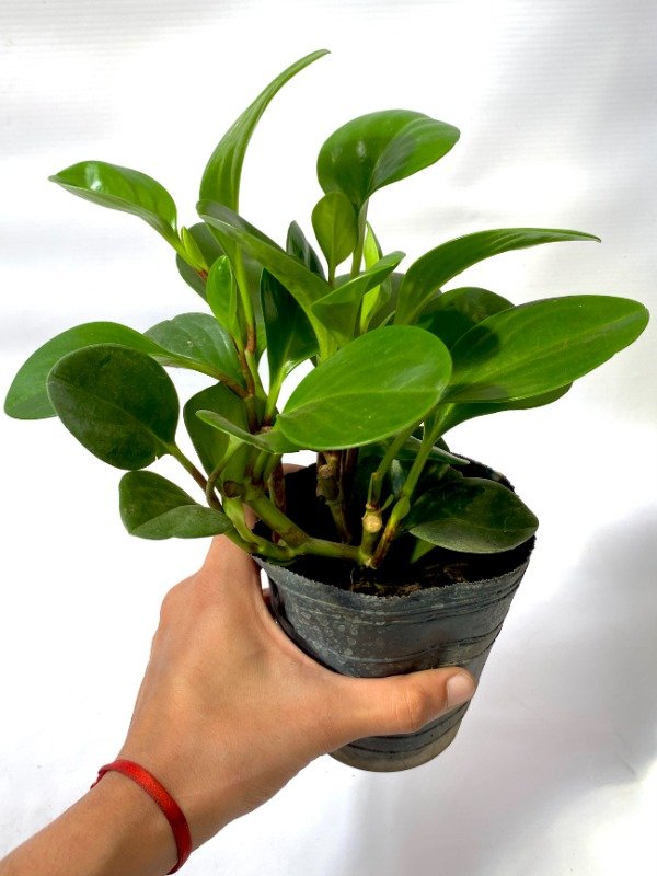 Miniatura de producto - 4