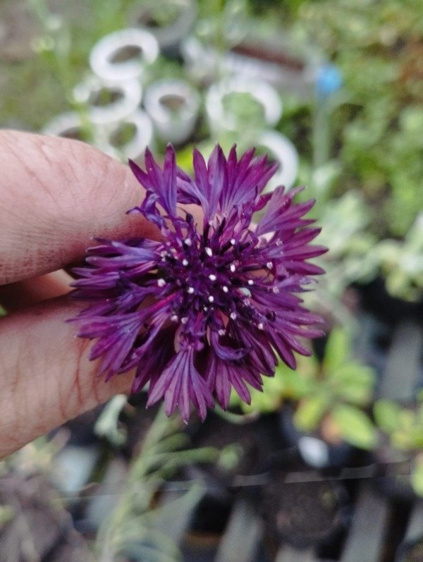 Producto - Centaurea cyanus - 2