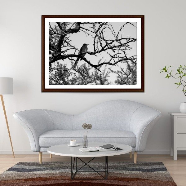 Producto - Aves Blanco y Negro
