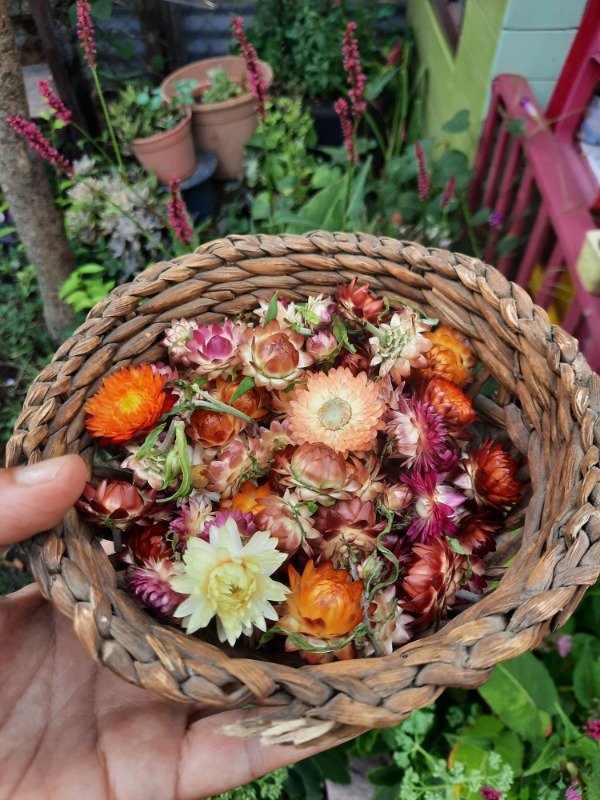 Producto - Siempre viva, Flor de papel
