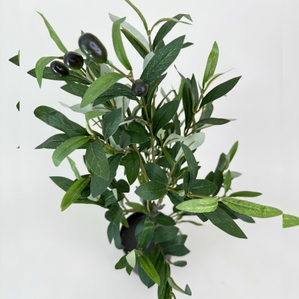 Producto - Olivo Mediterráneo - 60cm - 3