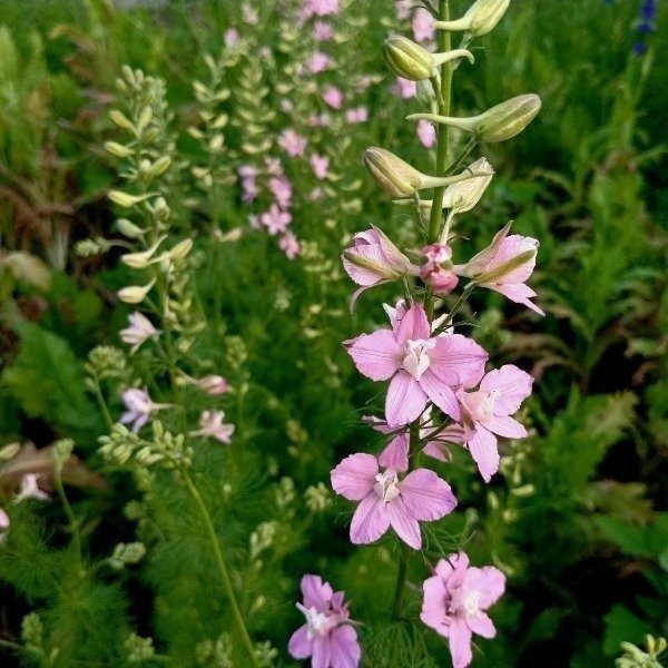 Miniatura de producto - 9