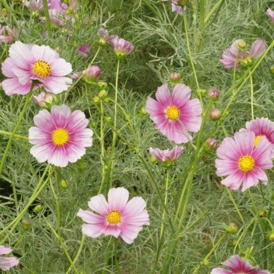 Producto - 30 Semillas De Cosmos Daydream Flor Atrae Mariposas Autosiembra - 2