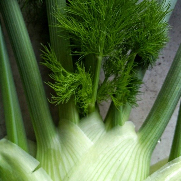 Producto - Hinojo