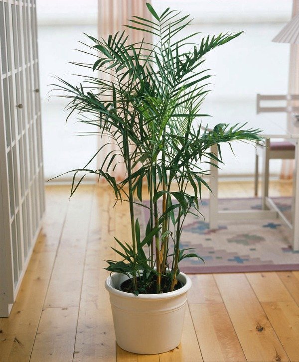 Producto - Chamaedorea Bambusa